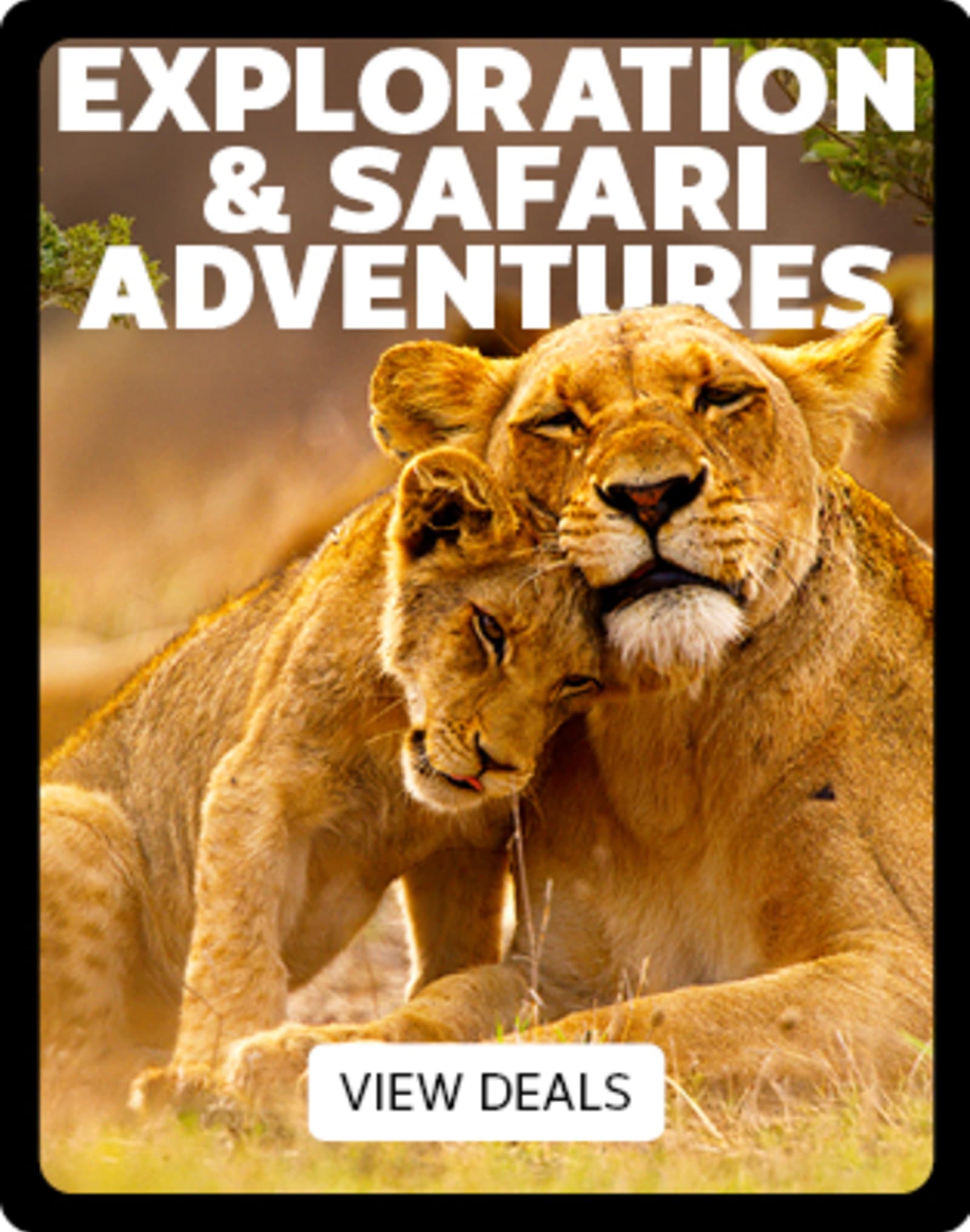 Exploration & Safari adventures - view deals. Two lions snuggling