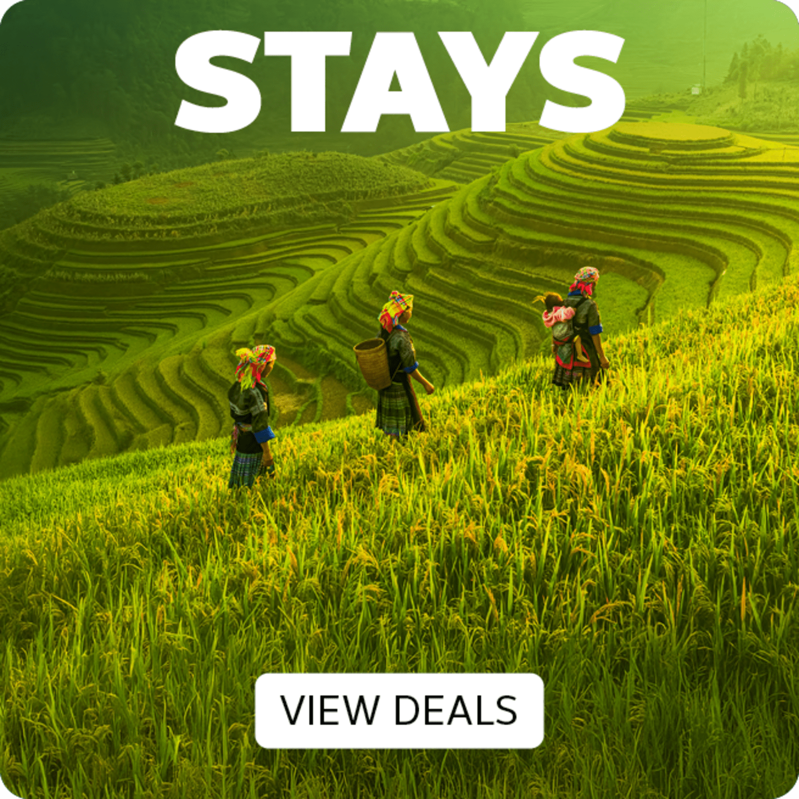 Stays - View Deals. Women walking through terraced rice fields
