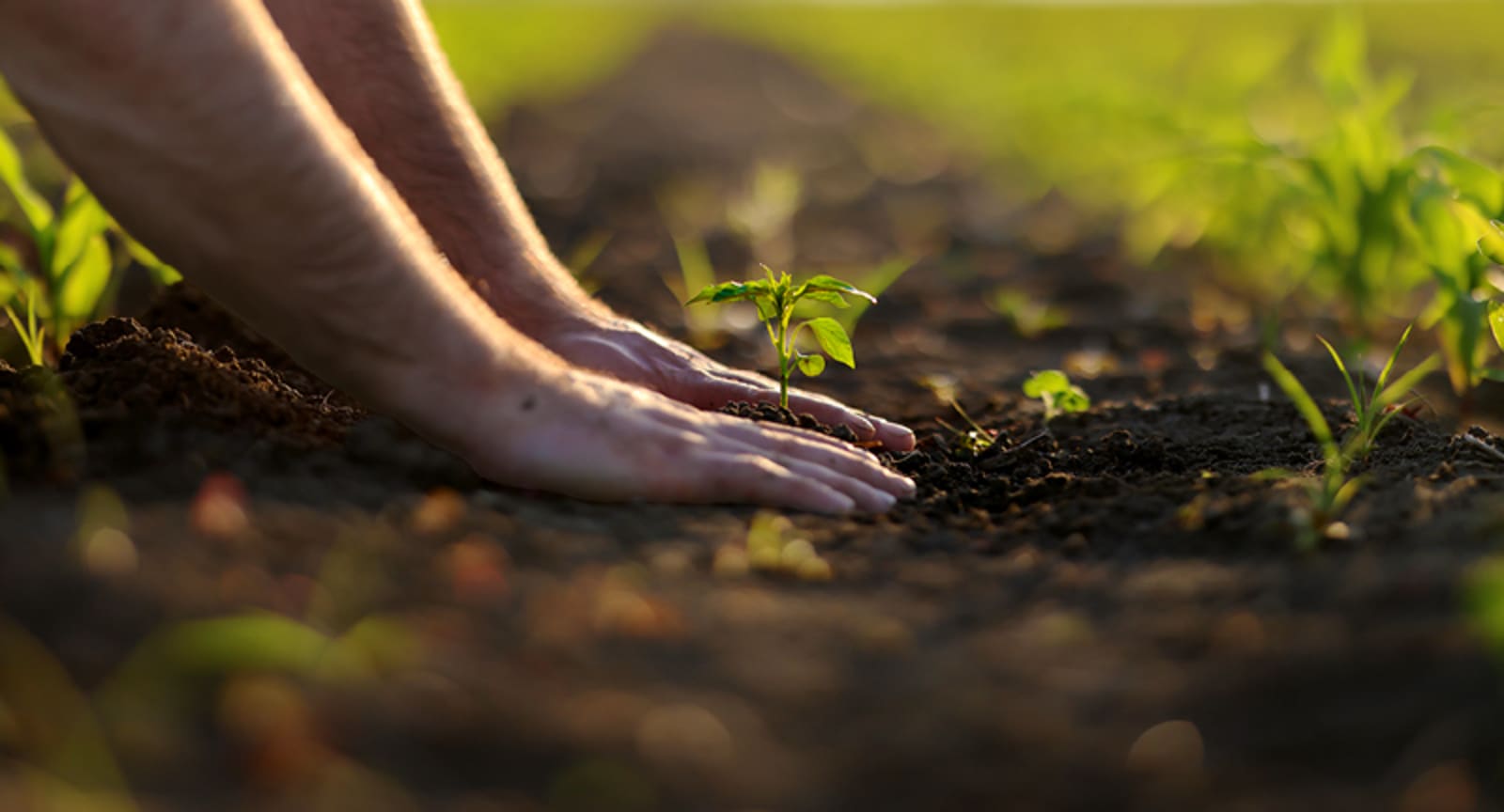 Closeup of hands planting saplings in the dirt