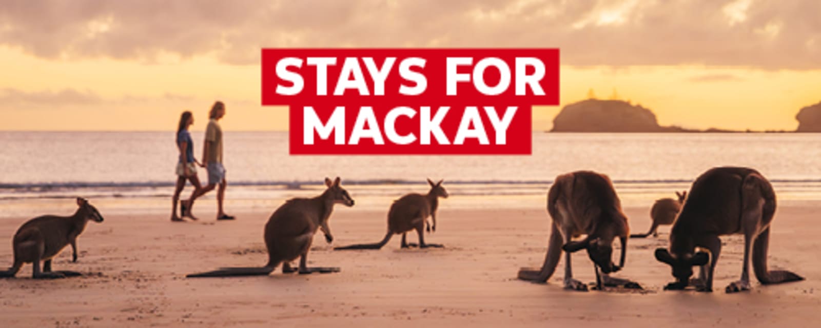 Stays for Mackay - Kangaroos on a beach at sunset 