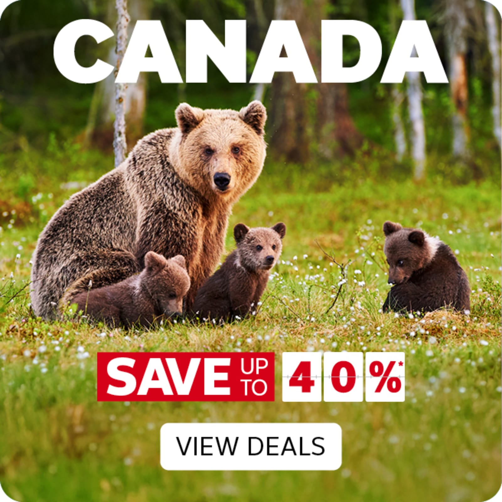 Canada - save up to 40%* | View Deals. Grizzly bear family