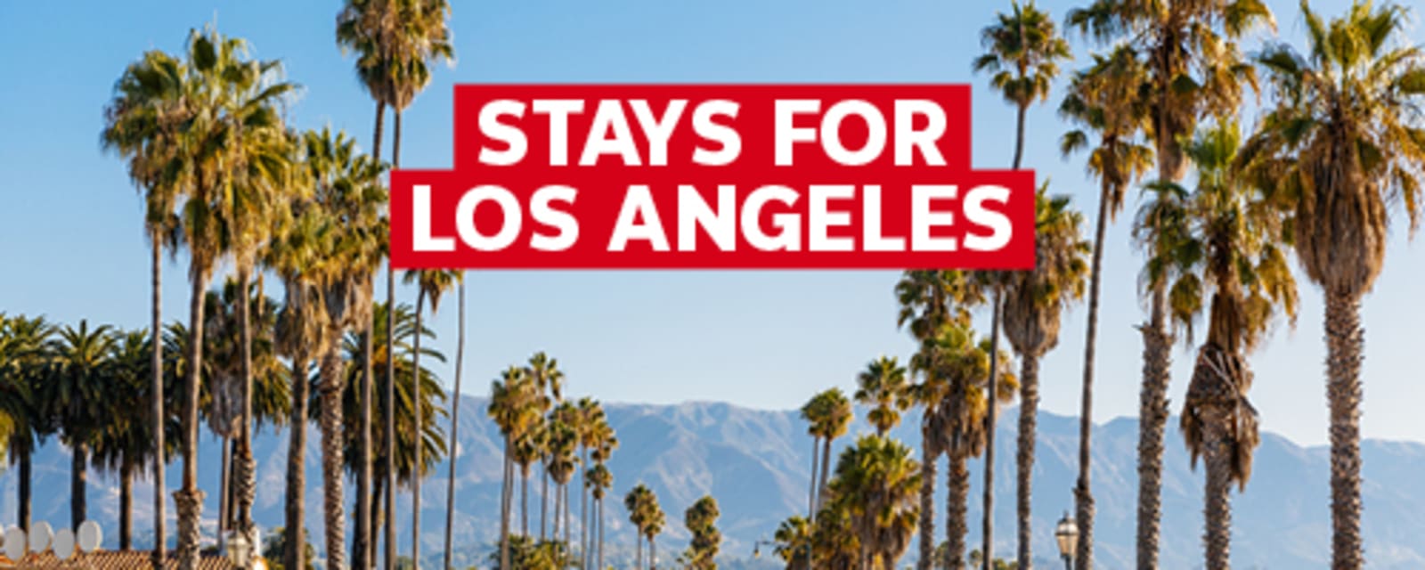 Stays for Los Angeles - rows of palm trees