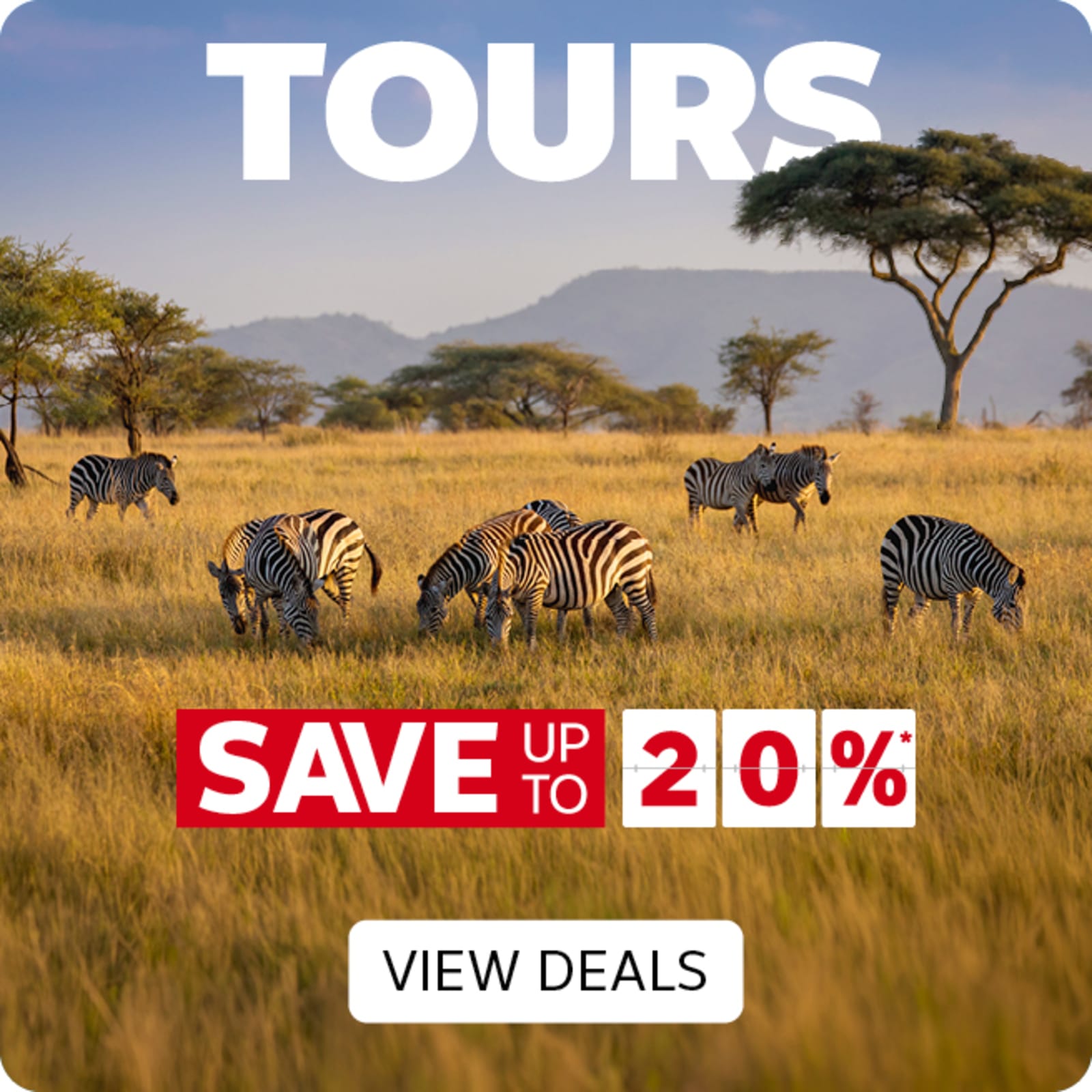 Zebras in a Saharan desert featuring savings up to 20% off luxury tours