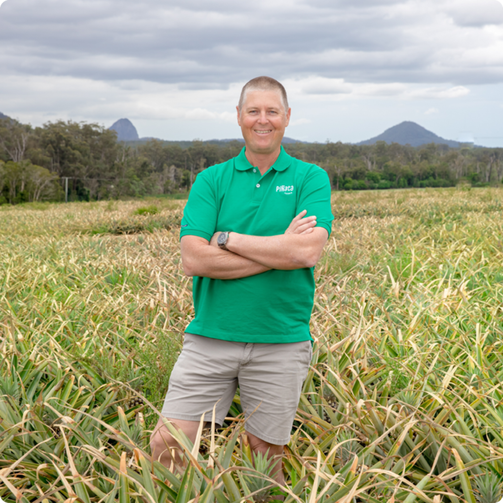 Man standing in a field of pineapples