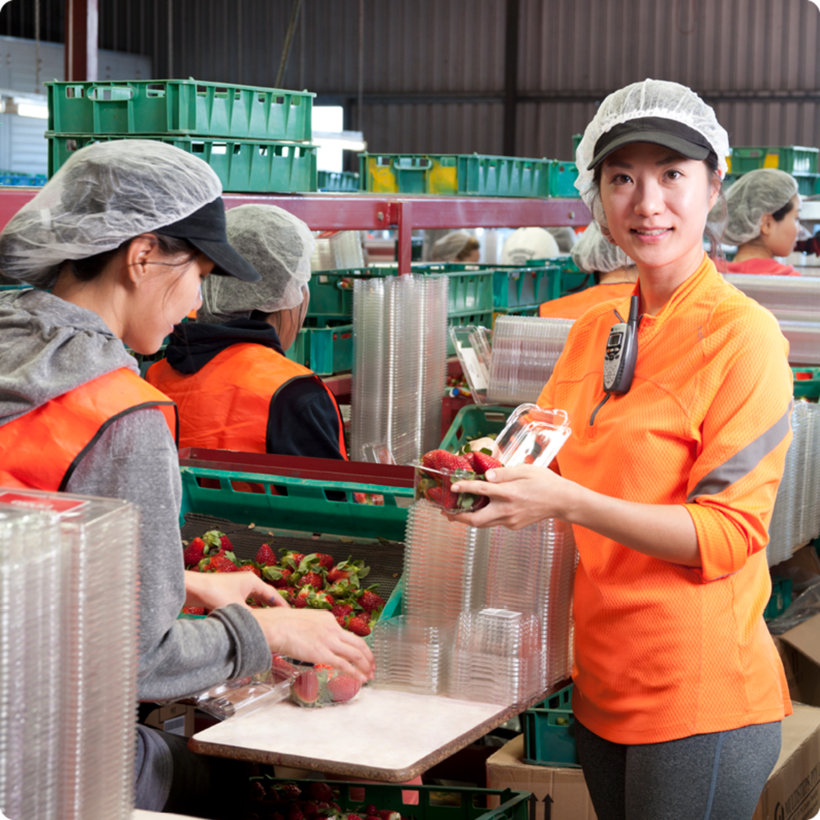 Women packing strawberries in a plant
