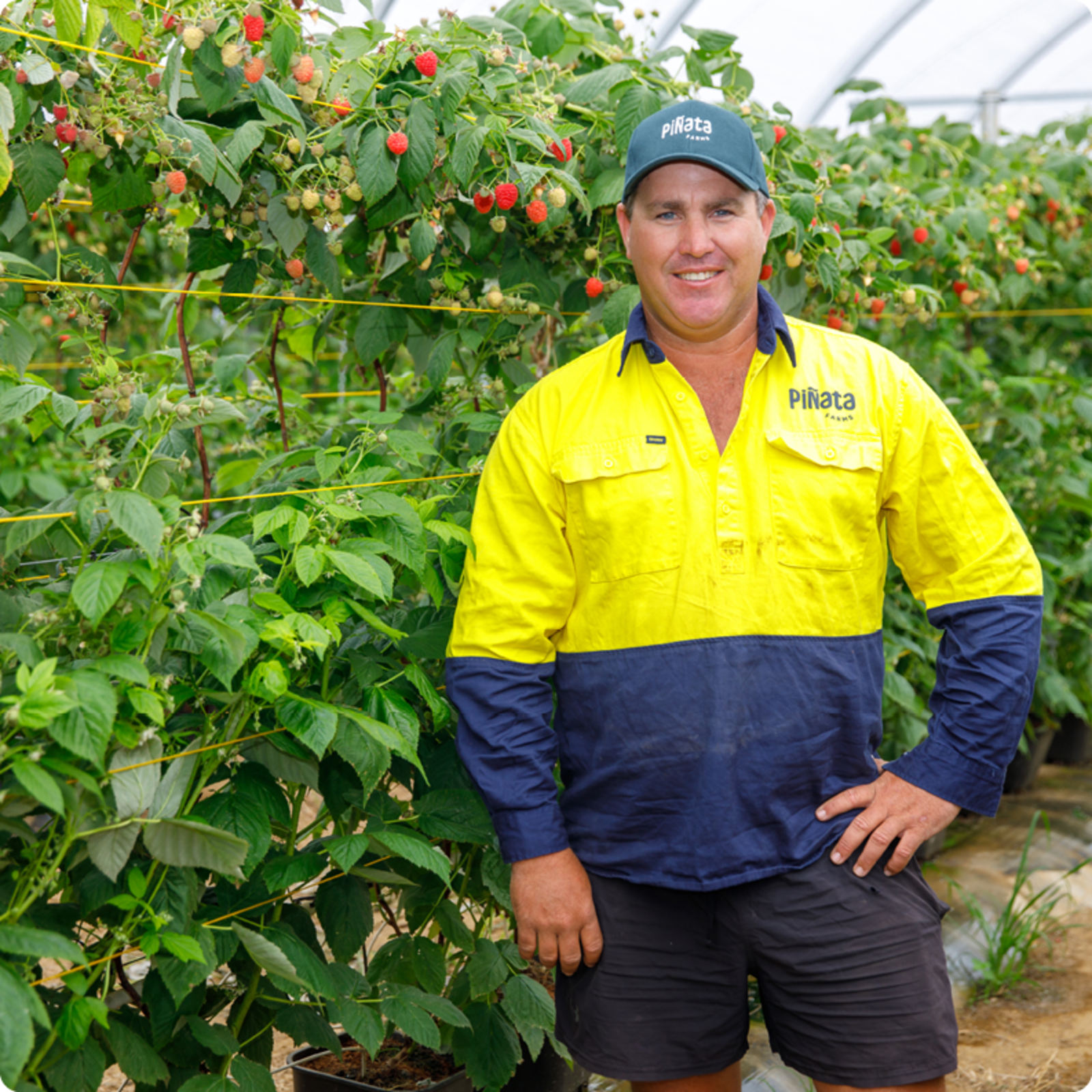 Man standing in a field of strawberries