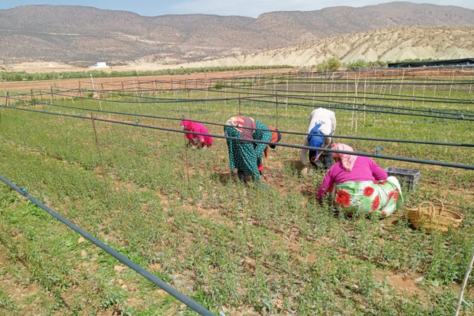People hand-picking crops in a field