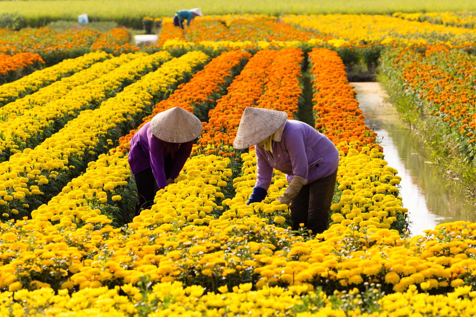 Flower Farm Vietnam