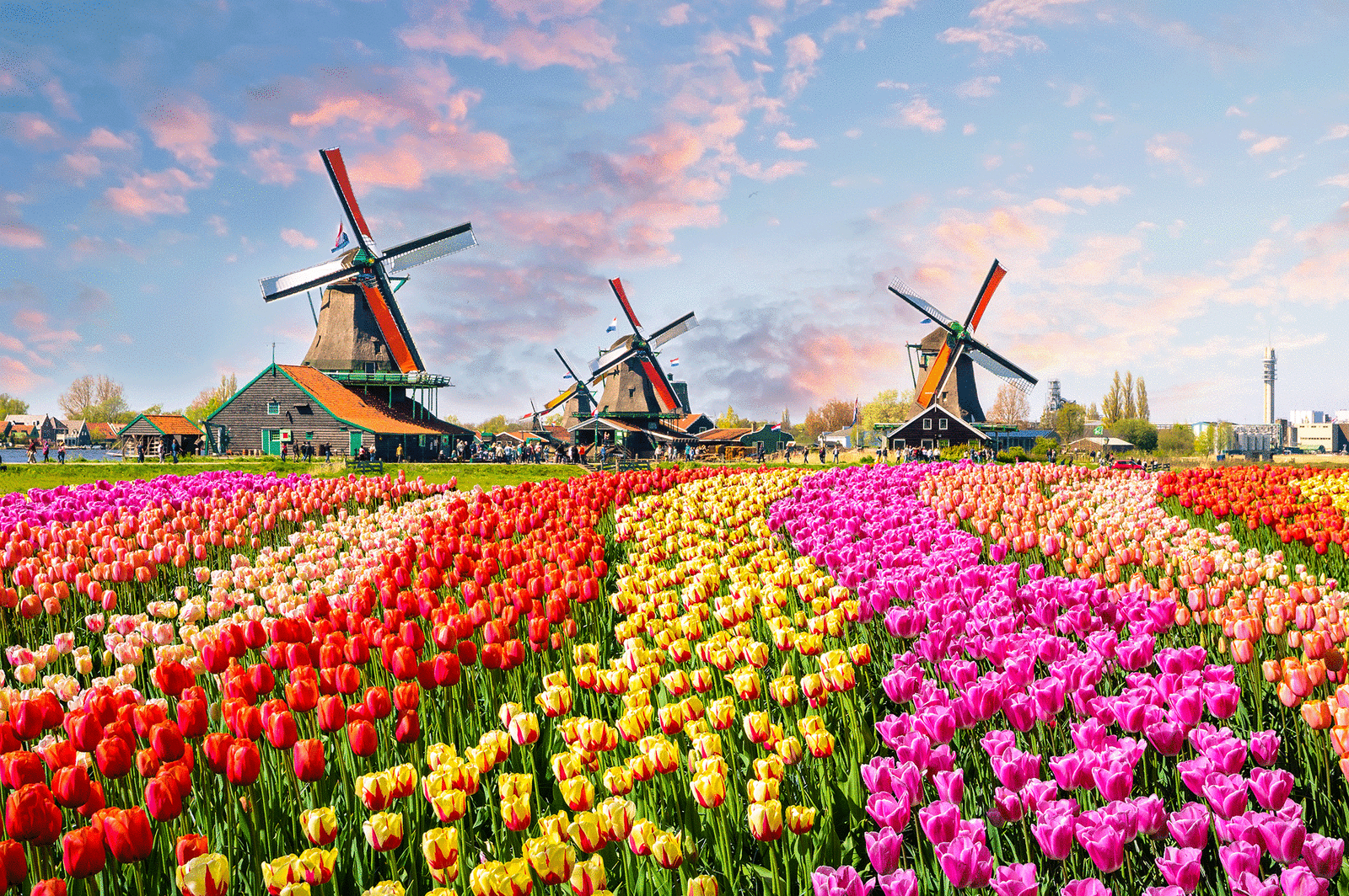 Amsterdam tulips