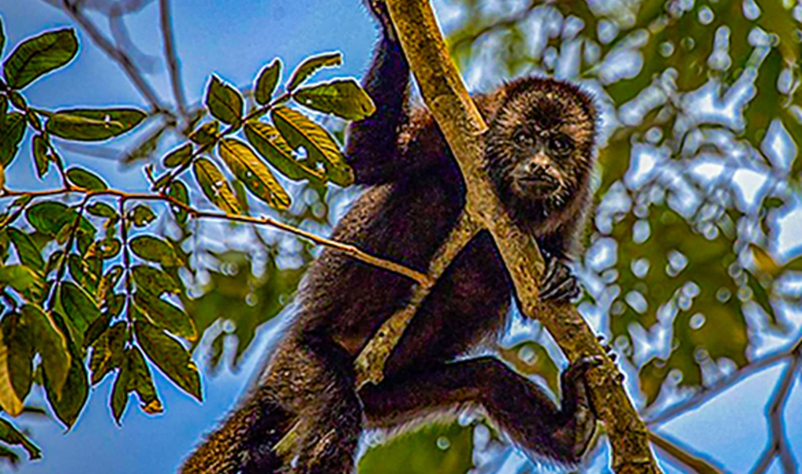 Maya Forest
