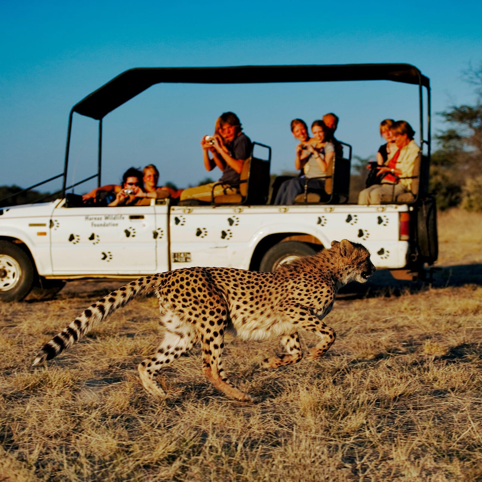 Cheetah running past a small tour group in a safari vehicle