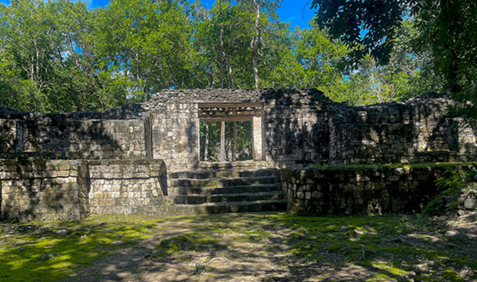 Maya Forest