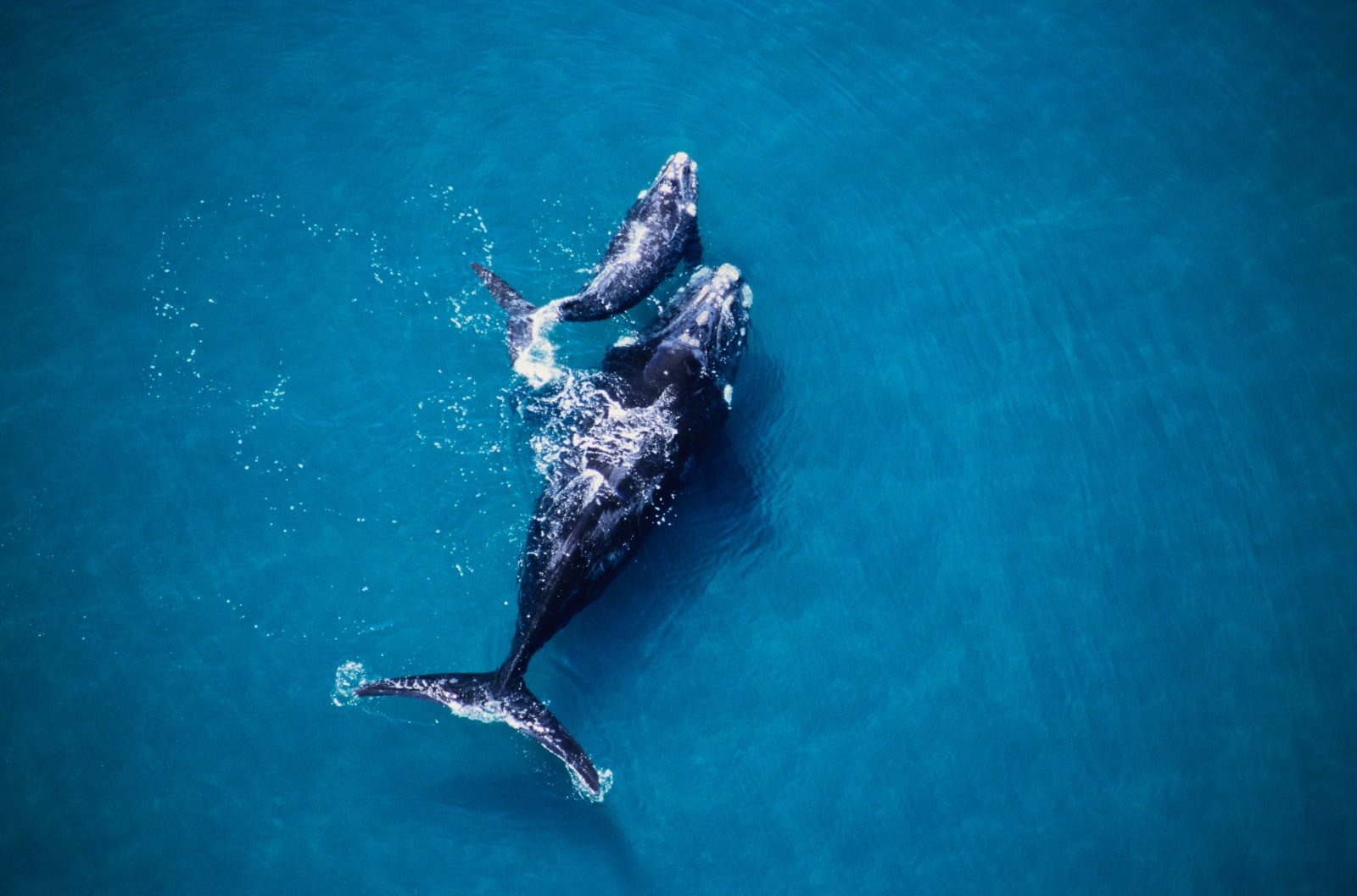 Southern right whale Valdes Peninsula