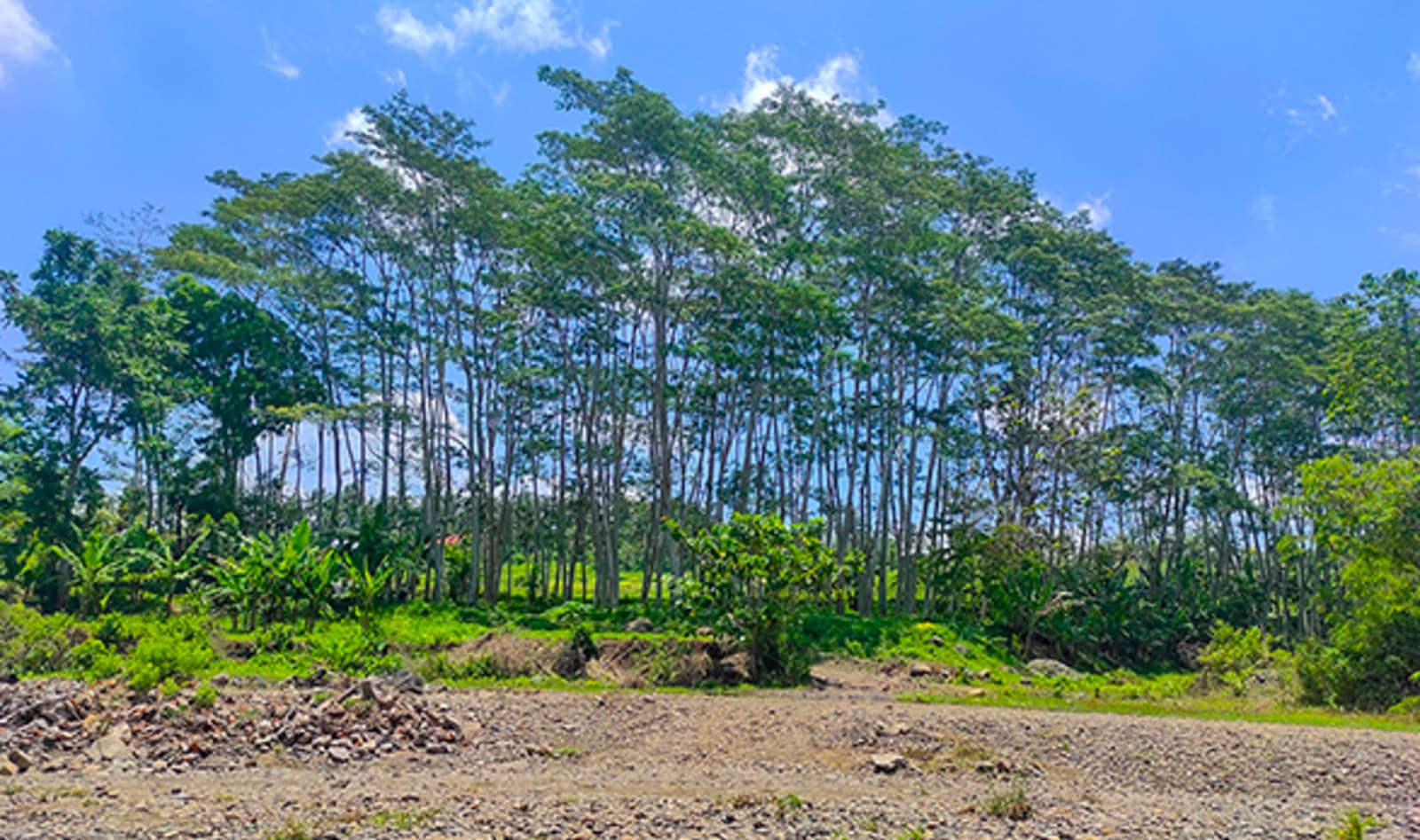 Indonesia Reforestation Nursery