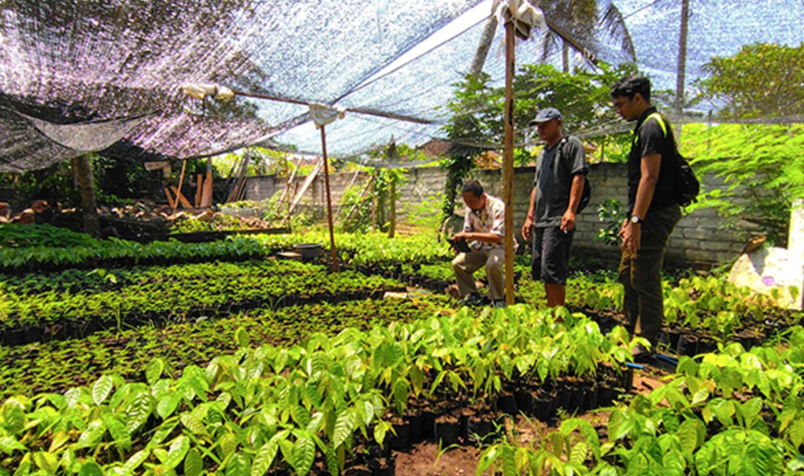 Indonesia Reforestation Nursery