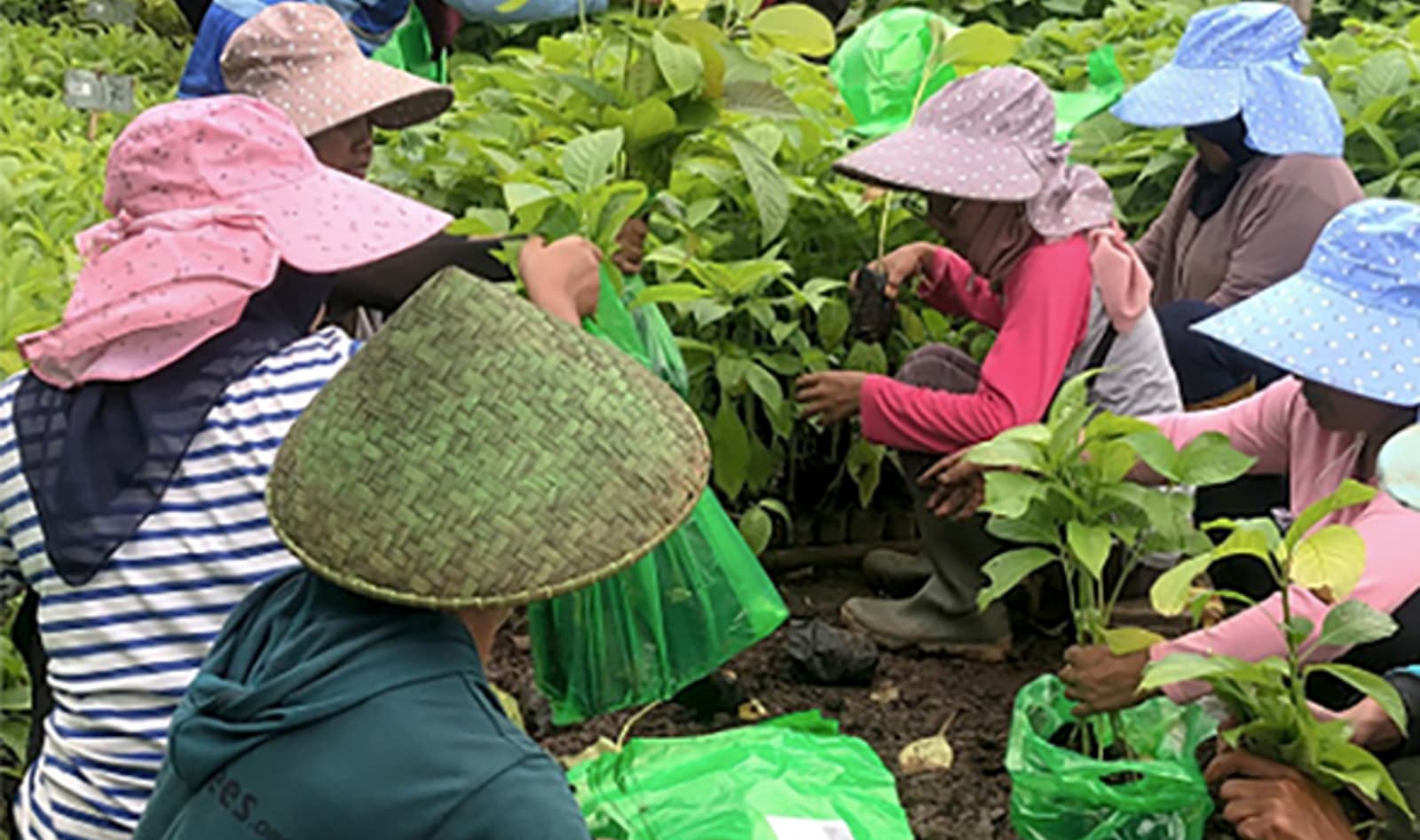 Indonesia Reforestation Nursery
