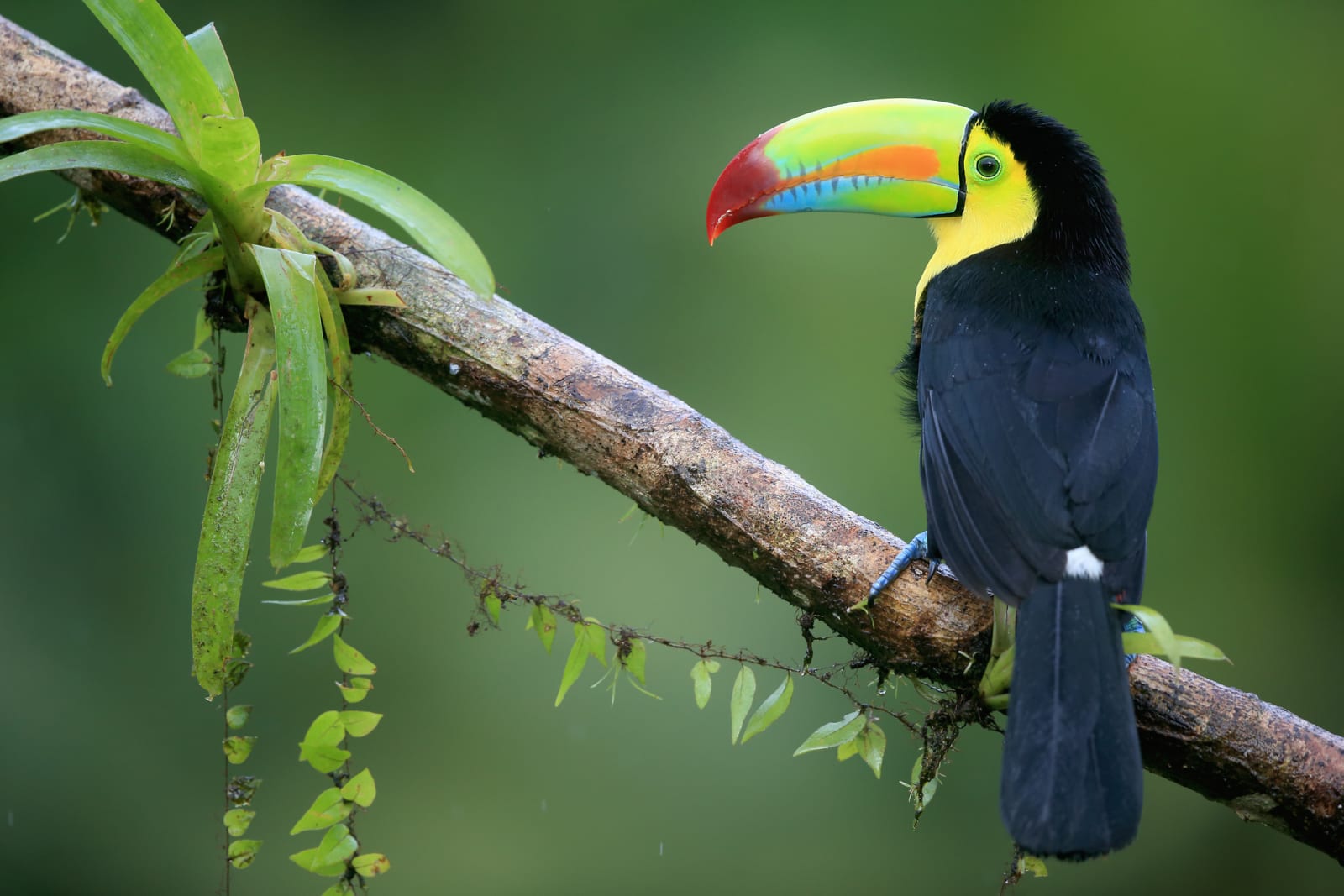 Toucan, Costa Rica