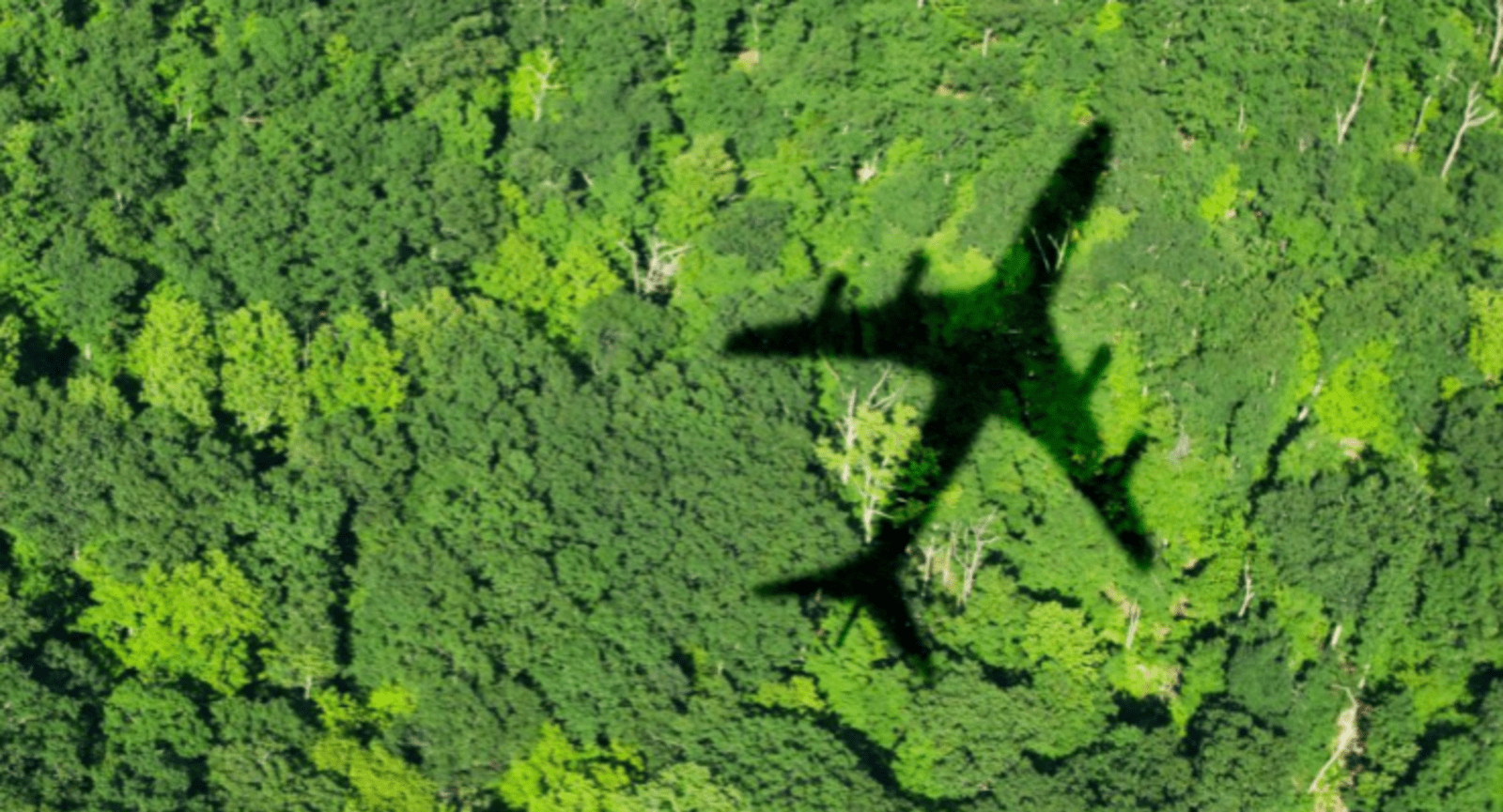 Shadow of a plane flying over a lush, green jungle