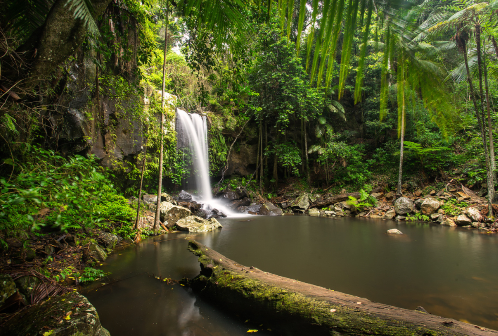 Slender waterfall dropping into a tranquil rainforest pool at Curtis Falls in Tamborine National Park surrounded by ancient ferns and mossy boulders