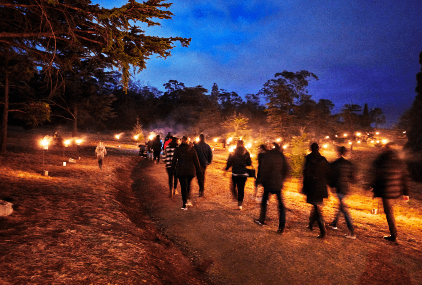 Groups of people walking a torch-lit path through a misty forest at dusk during the Dark Mofo festival in Hobart