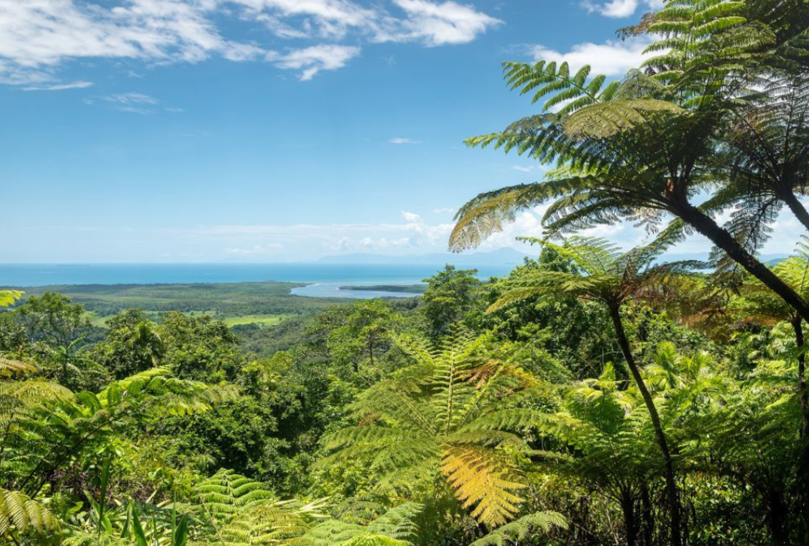 Lush Daintree Rainforest canopy of giant tree ferns stretching toward the Coral Sea coastline under a bright blue sky near Cairns