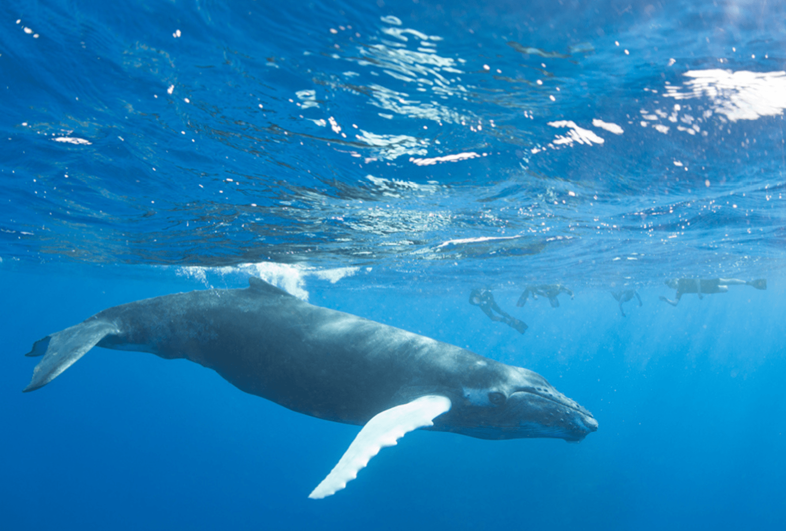 Snorkellers swimming alongside a massive humpback whale gliding through deep blue open ocean waters just below the surface