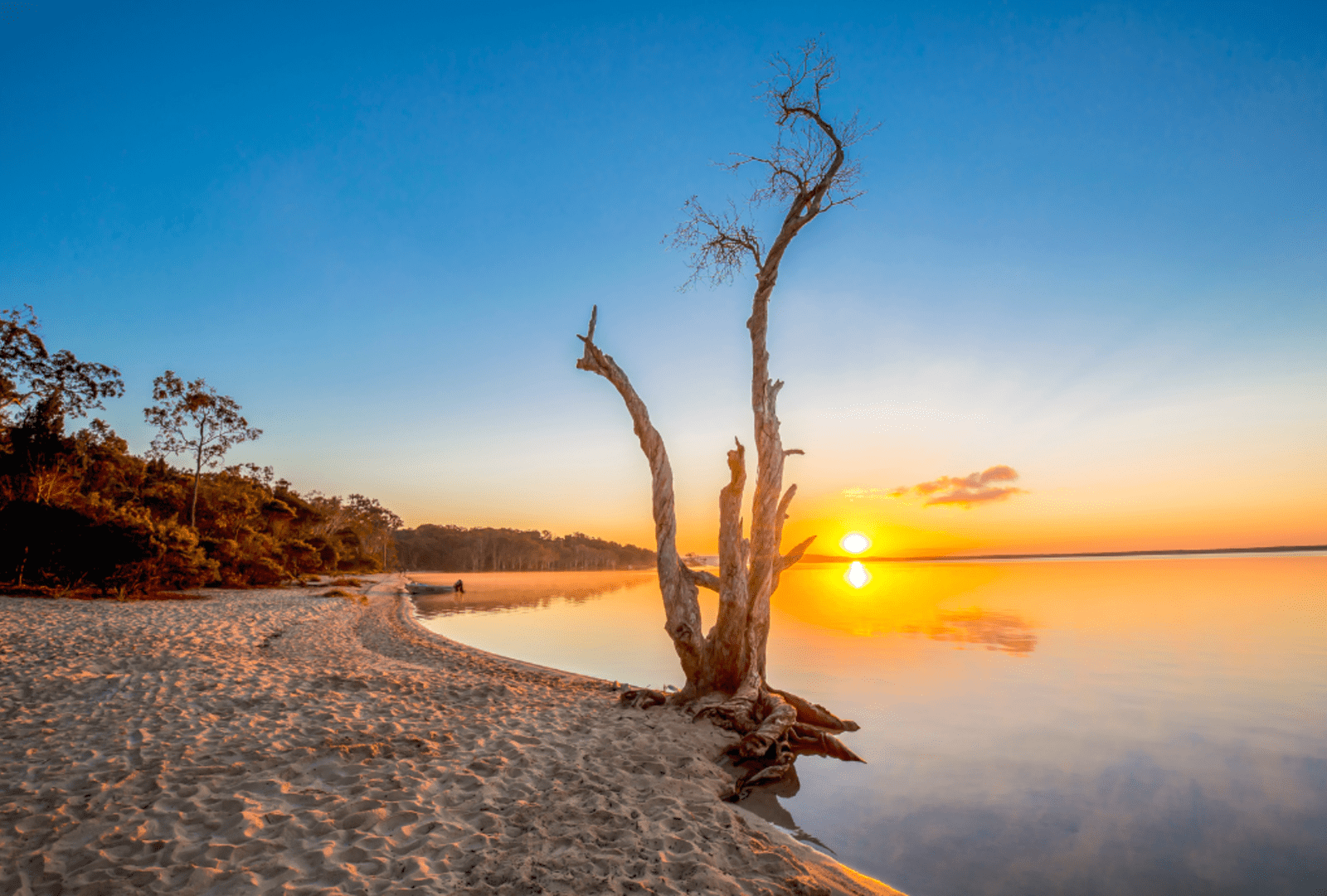 Sunrise light hits the trees and boats at the edge of the tranquil still waters of lake Cootharaba on the Noosa Everglades, Noosa Heads, Queensland
