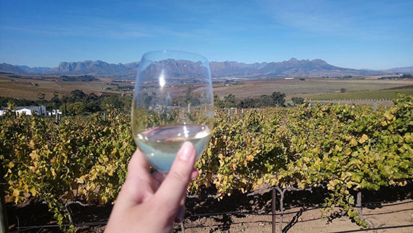 Hand holding a glass of white wine overlooking a vineyard