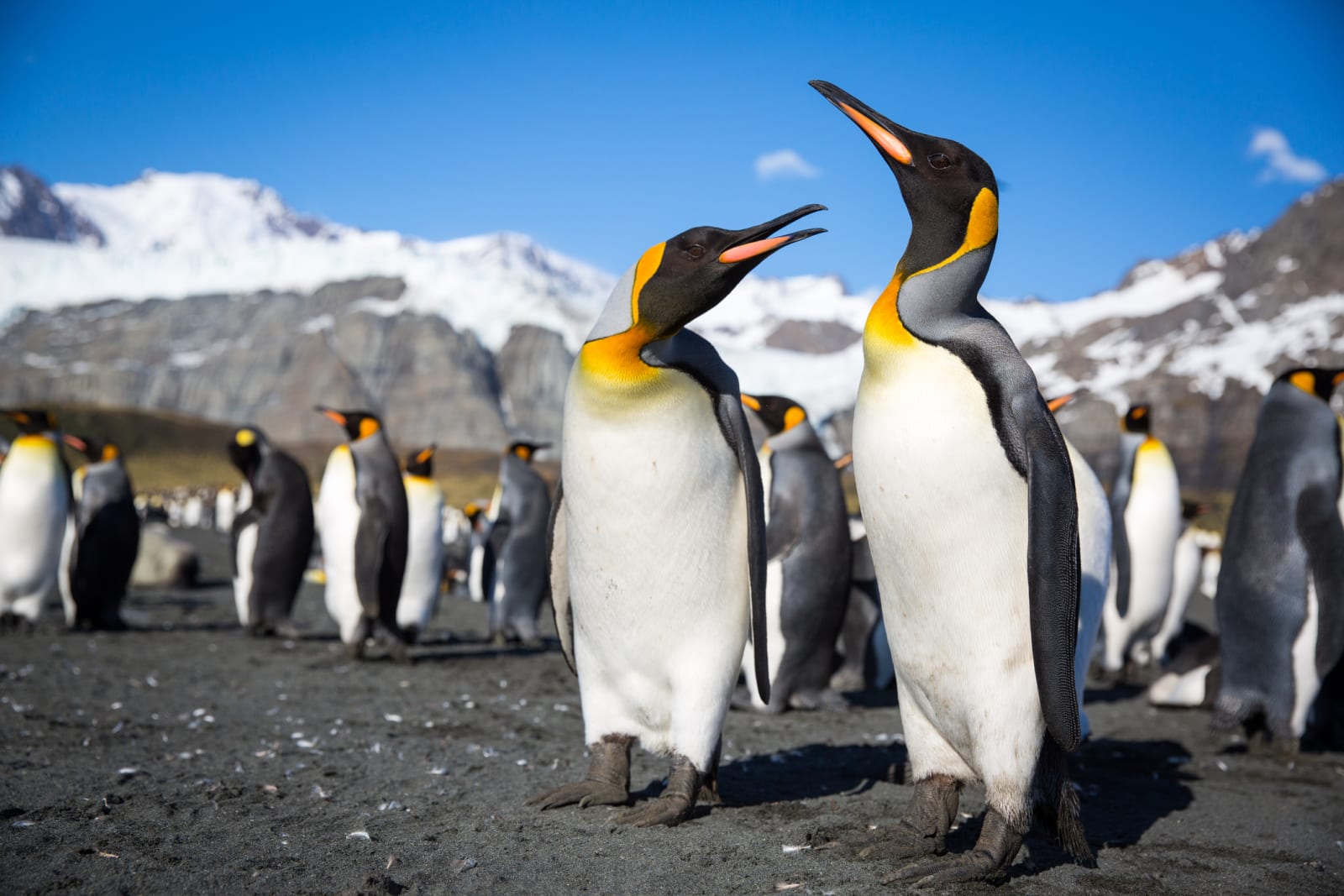King penguins, South Georgia