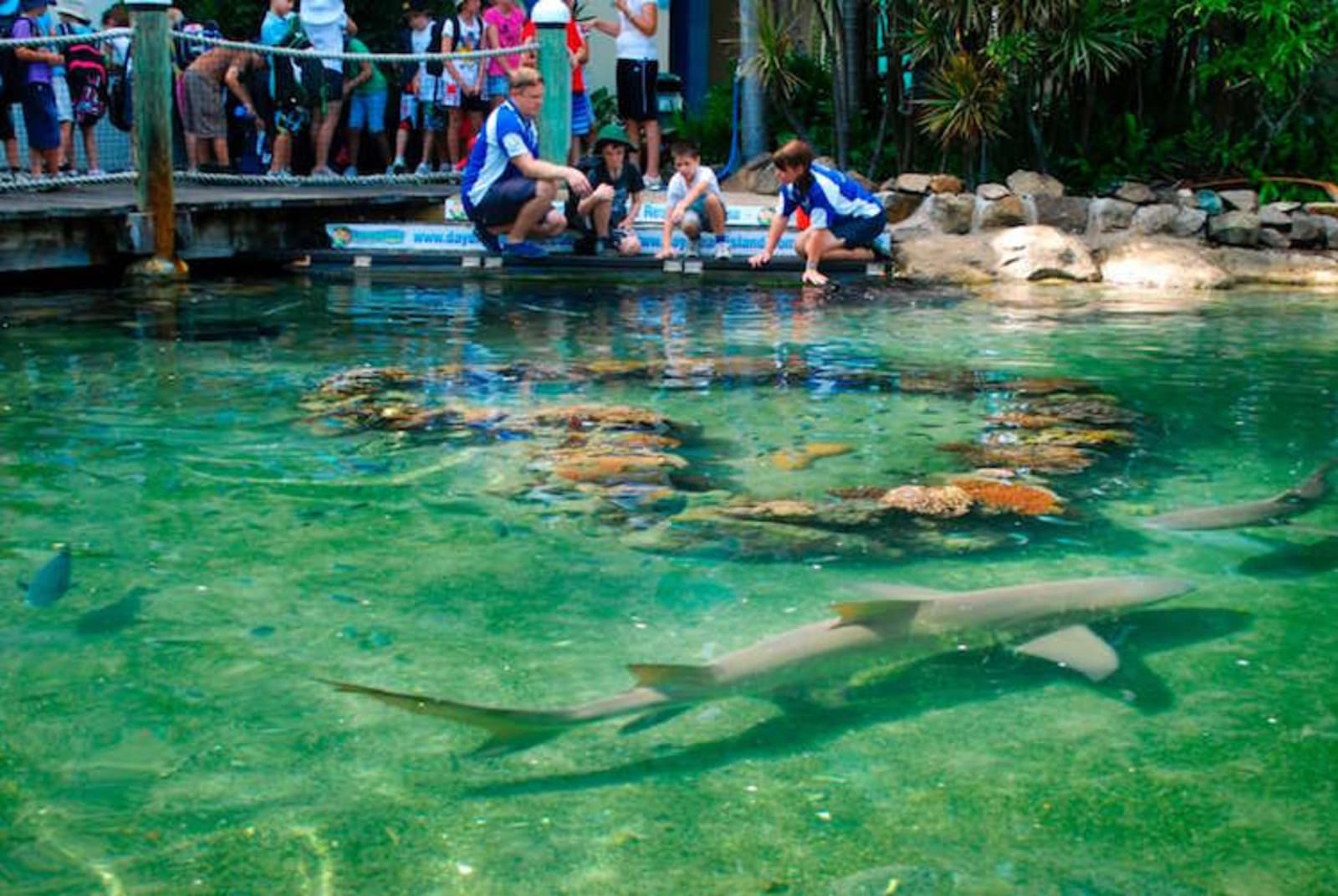 The Living Reef at Daydream Island. Credit: daydreamisland.com