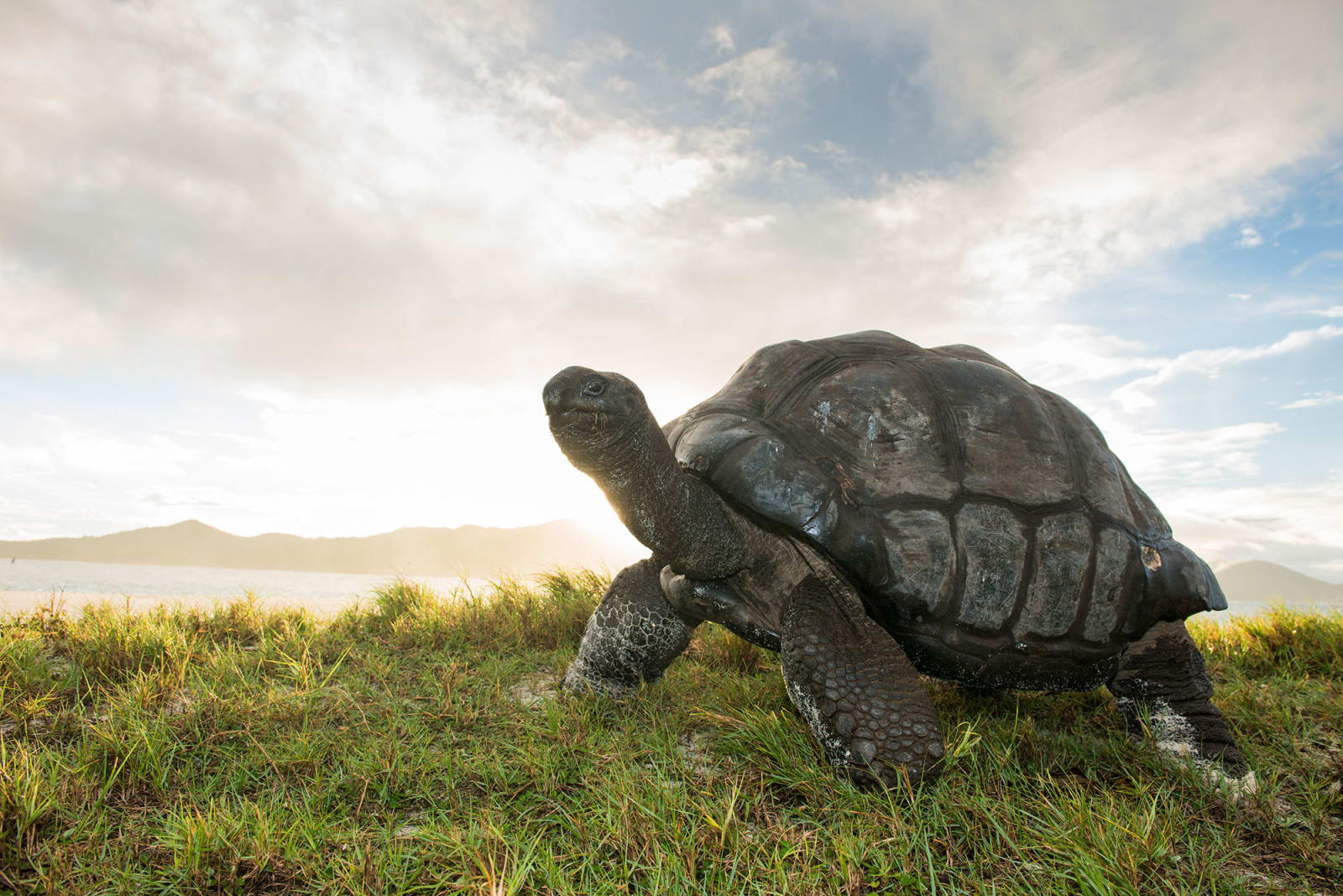 Giant Seychelles tortoise