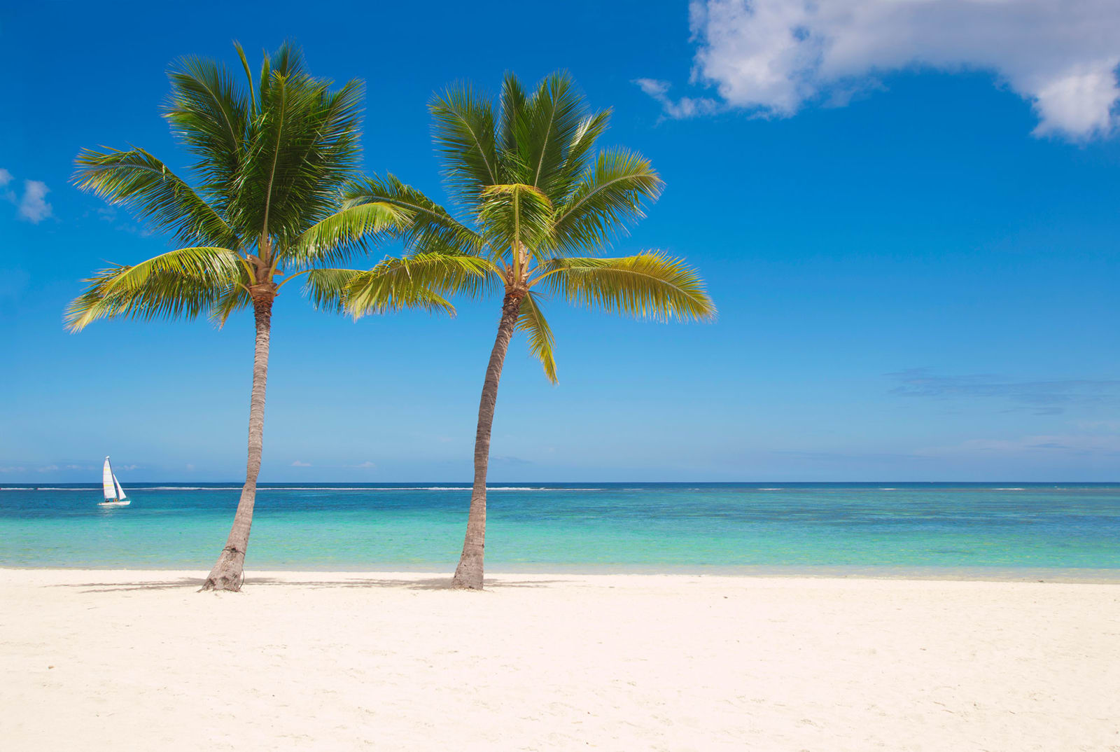 Palms on beach, Mauritius
