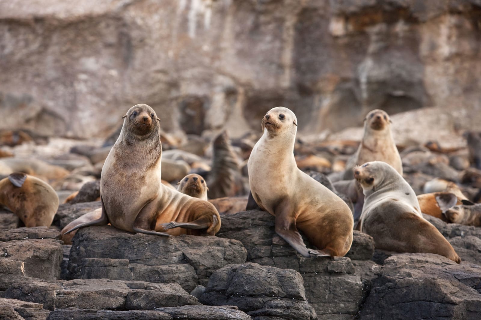 Phillip Island, seals