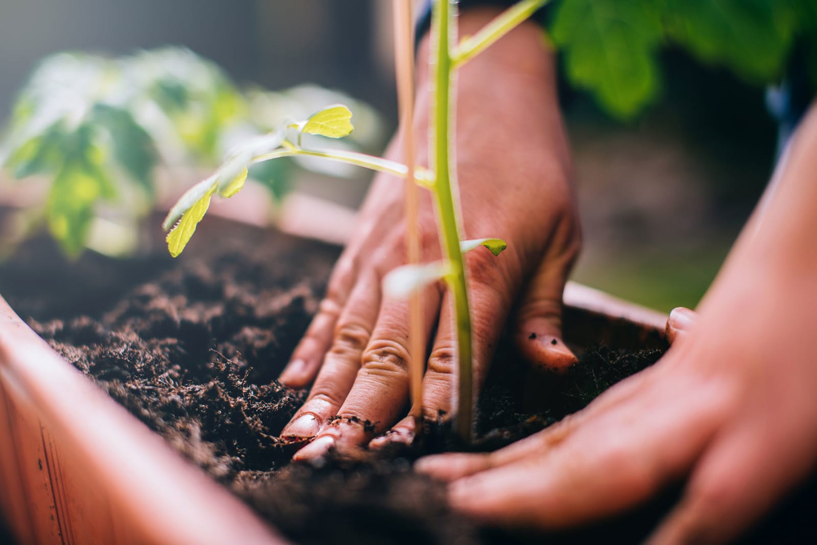 Planting for the planet