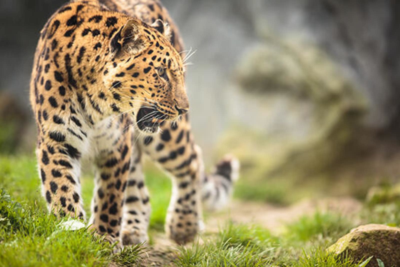 rs-amur-leopard-shutterstock225685267.jpeg