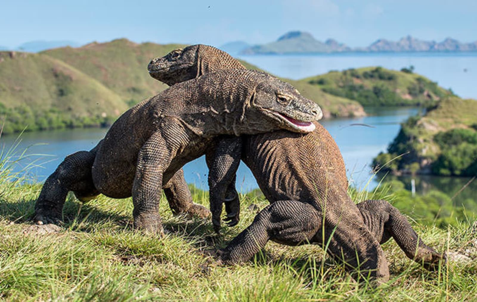 rs-komodo-dragons-indonesia-shutterstock_735030040.jpeg