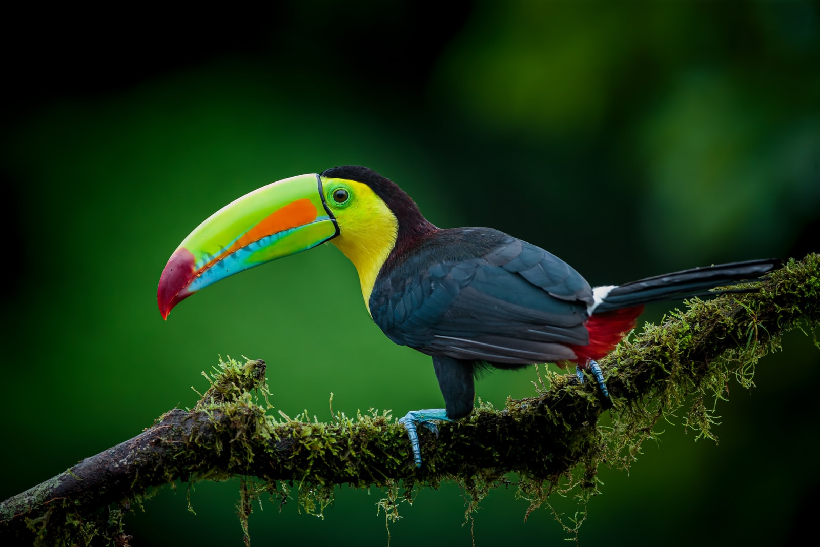 Toucan, Costa Rica
