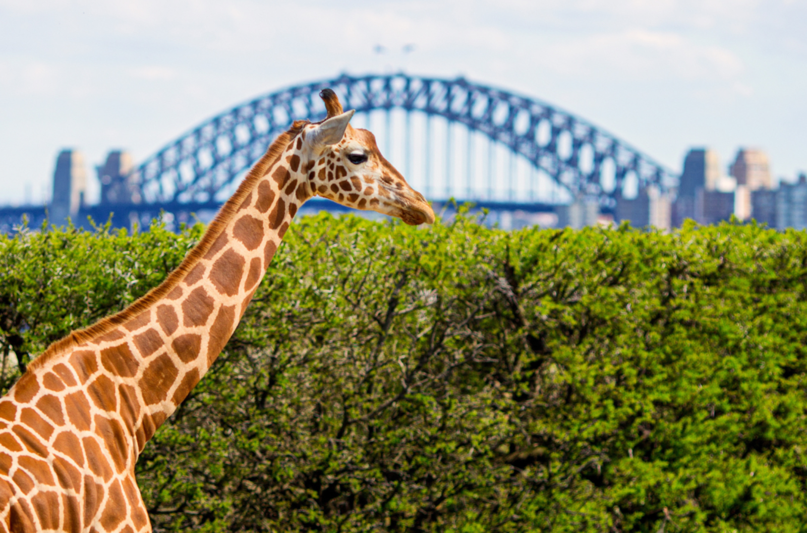 Giraffe at Taronga Zoo with the Sydney Harbour Bridge in the background