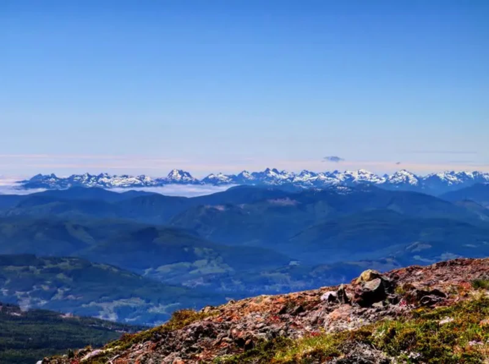 riparian forest in canada