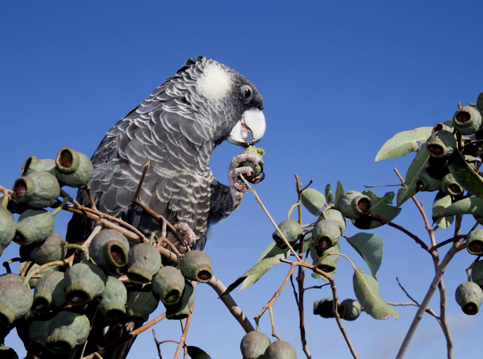bird eating nut on branch