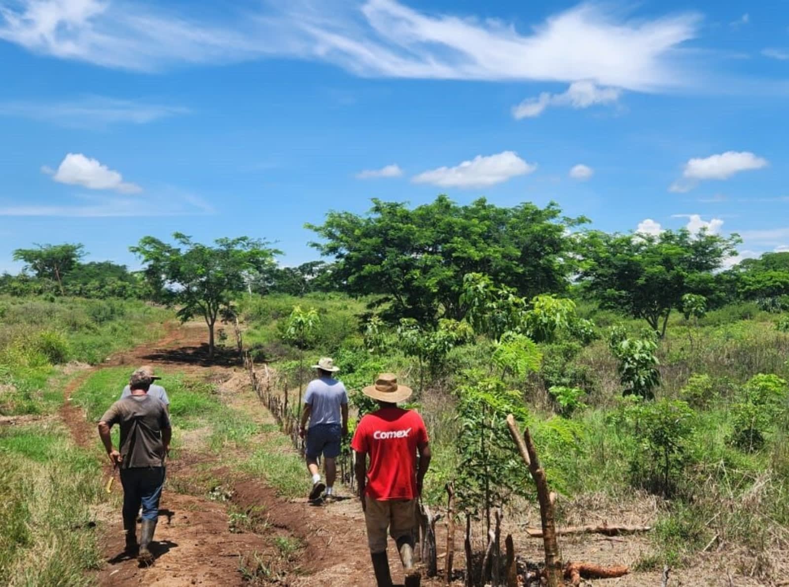 people walking through sites where trees are being planted
