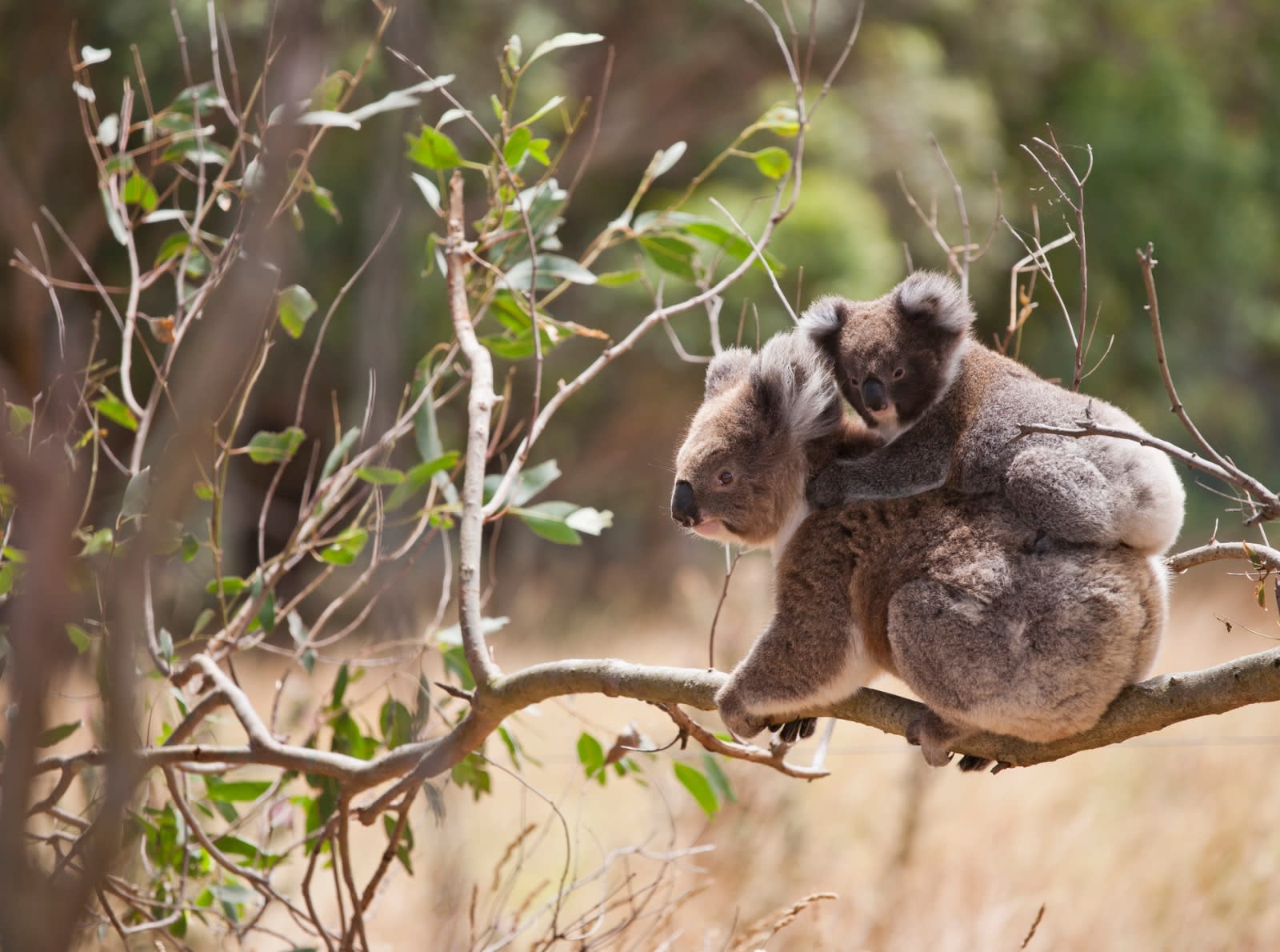 two koalas on a branch 