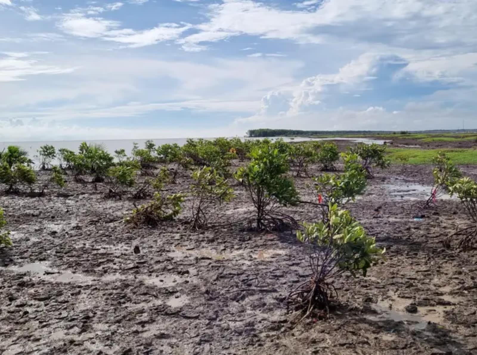 mangrove forest on coast of indonesia