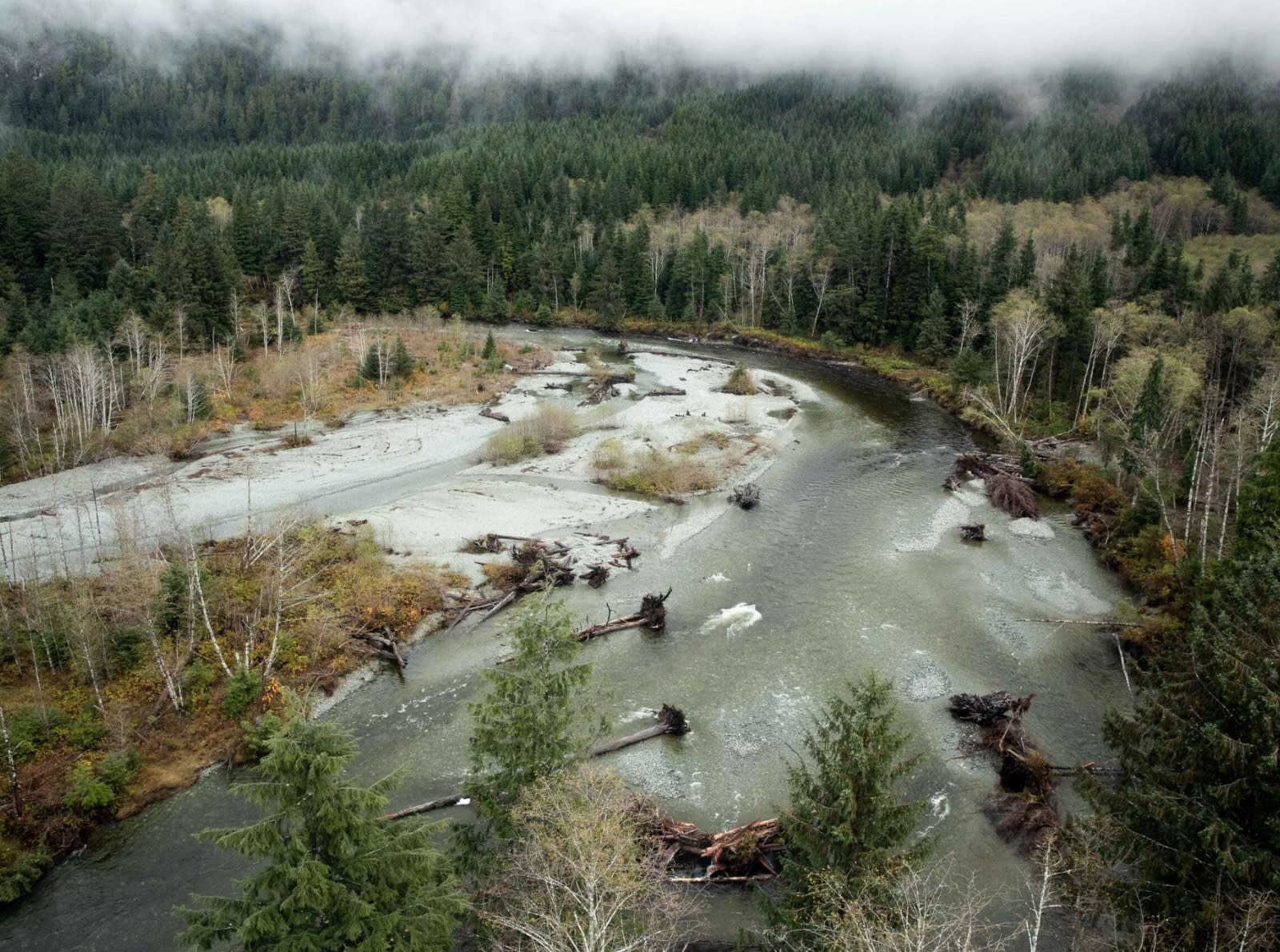 salmon habitat surrounded by trees canada