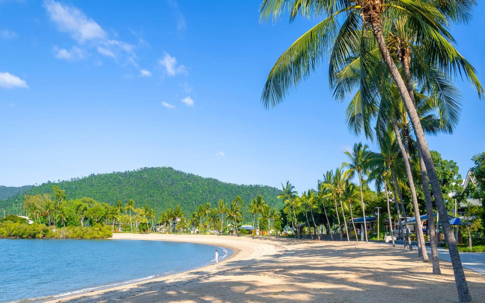 Palms tree running alongside a white sand beach with smooth blue water