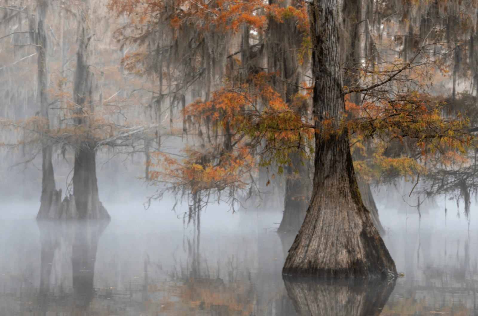 A misty swamp in Louisiana, United States.