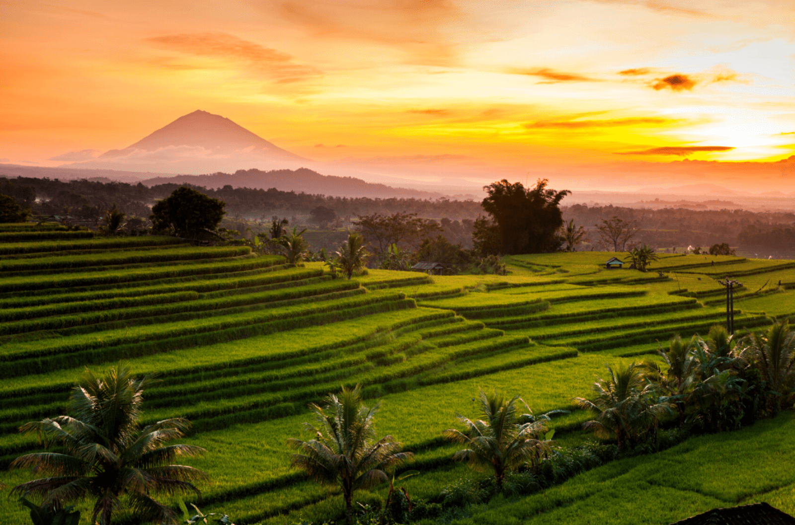 Rice fields in Bali at sunrise