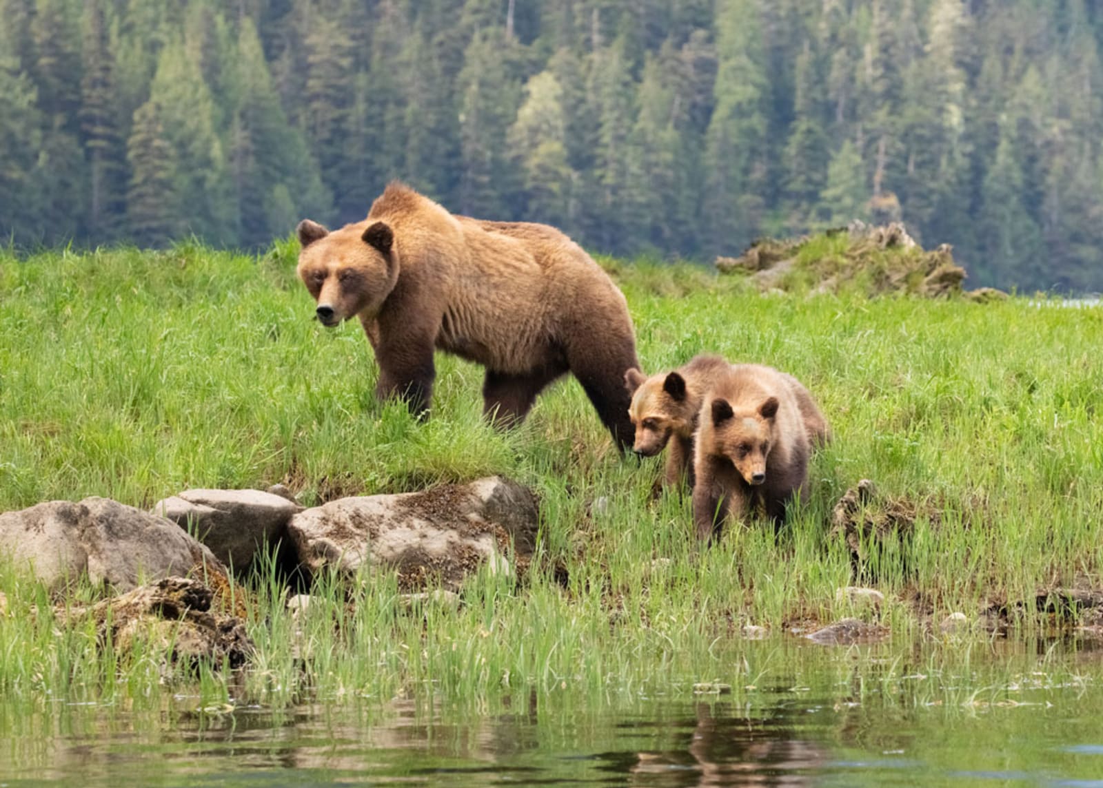 Brown Bear, Ursus arctos Khutzeymateen Provincial Park, Great Bear Rainforest, British Columbia
