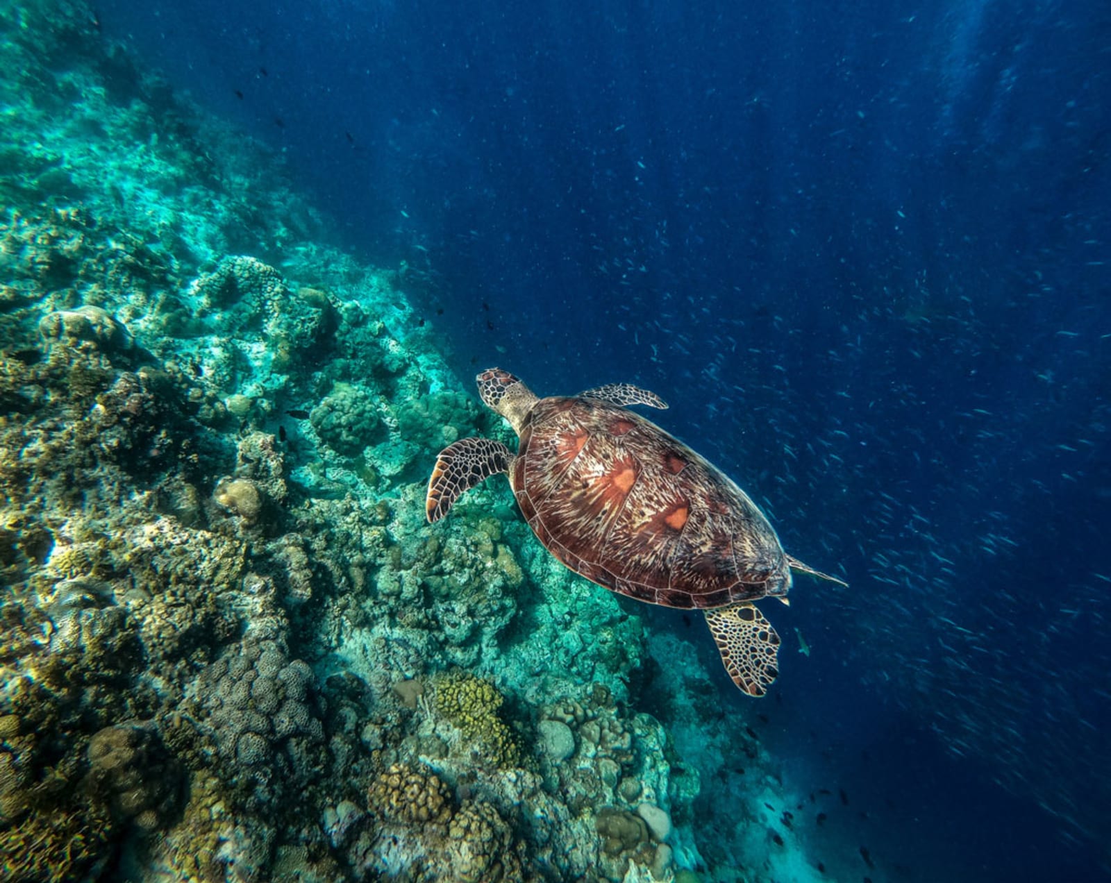 Swimming with a turtle in Cebu