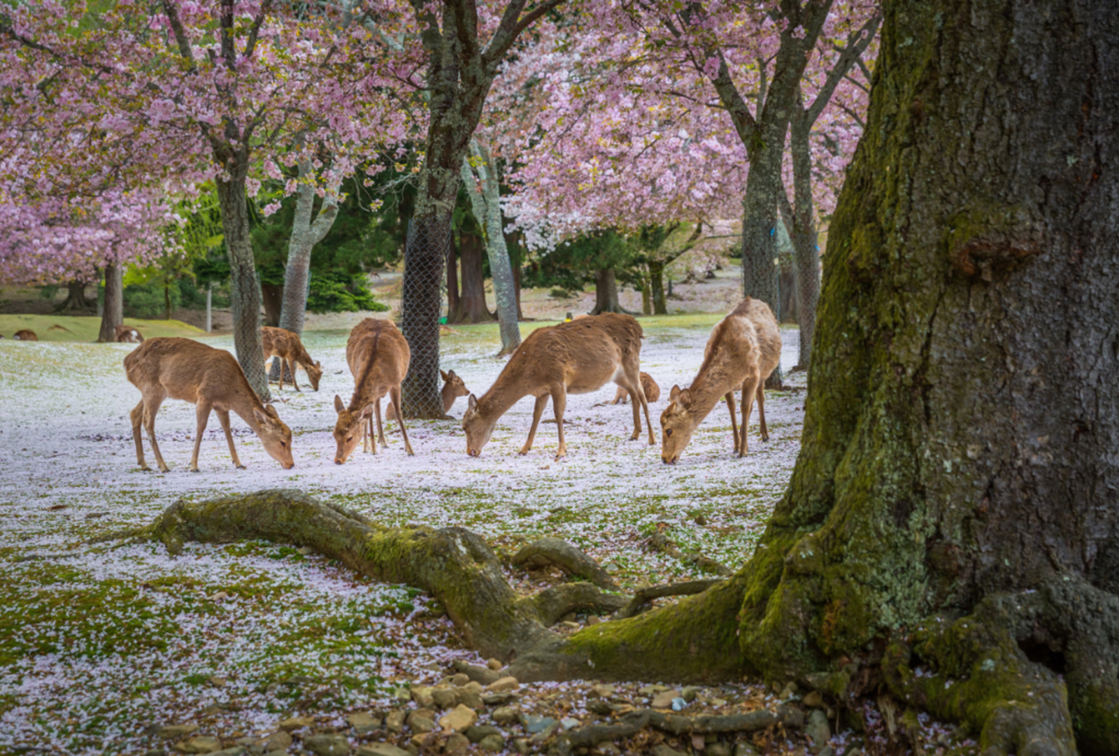 Deer at Nara park during a sunny day in the cherry blossom season, Japan.
